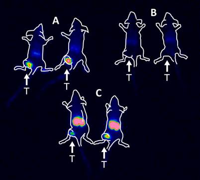 Theranostics Image