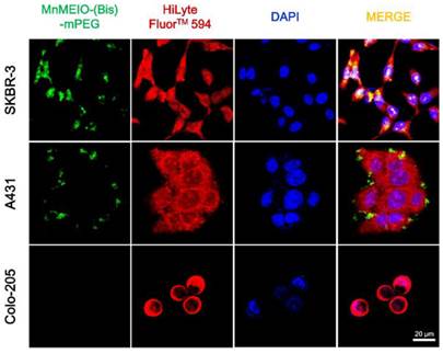 Theranostics Image