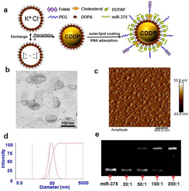 Theranostics Image