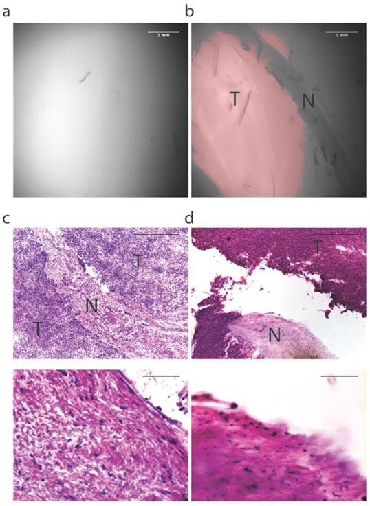 Theranostics Image