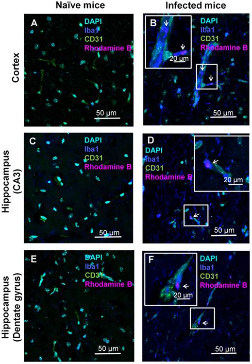 Theranostics Image