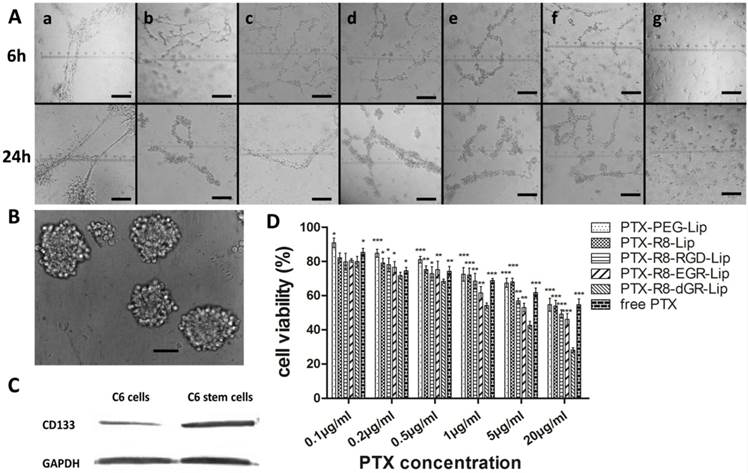 Theranostics Image