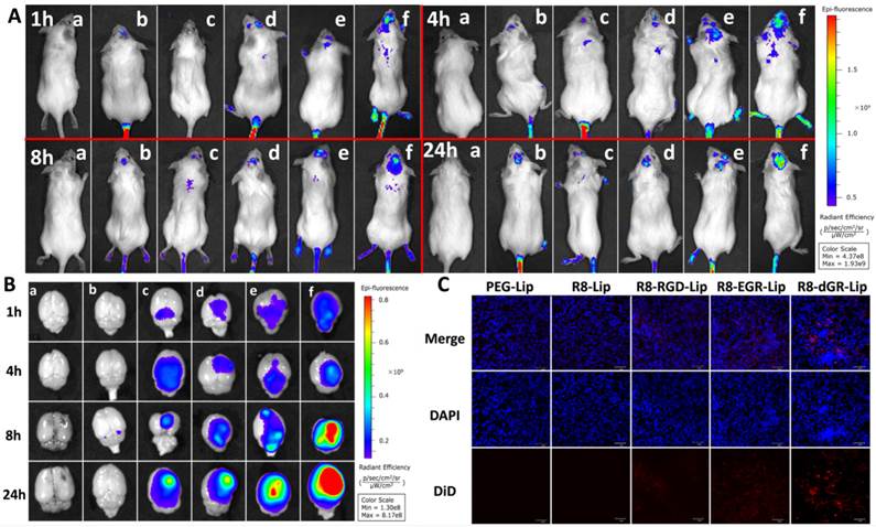 Theranostics Image