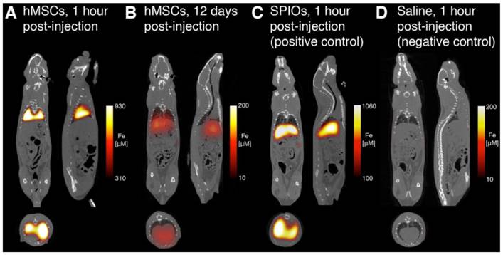 Theranostics Image