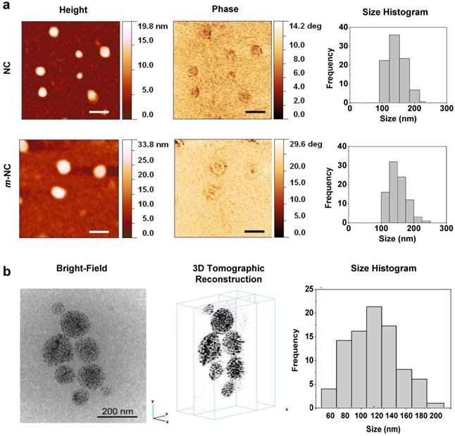 Theranostics Image