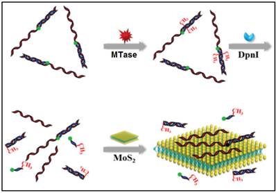 Theranostics Image