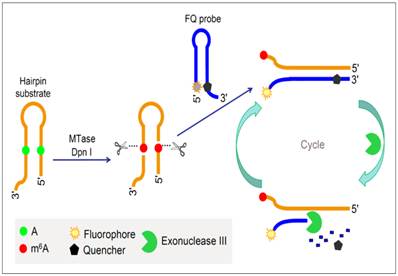 Theranostics Image