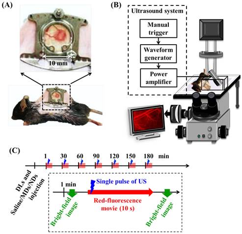 Theranostics Image