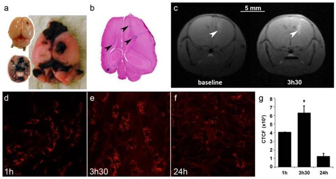 Theranostics Image