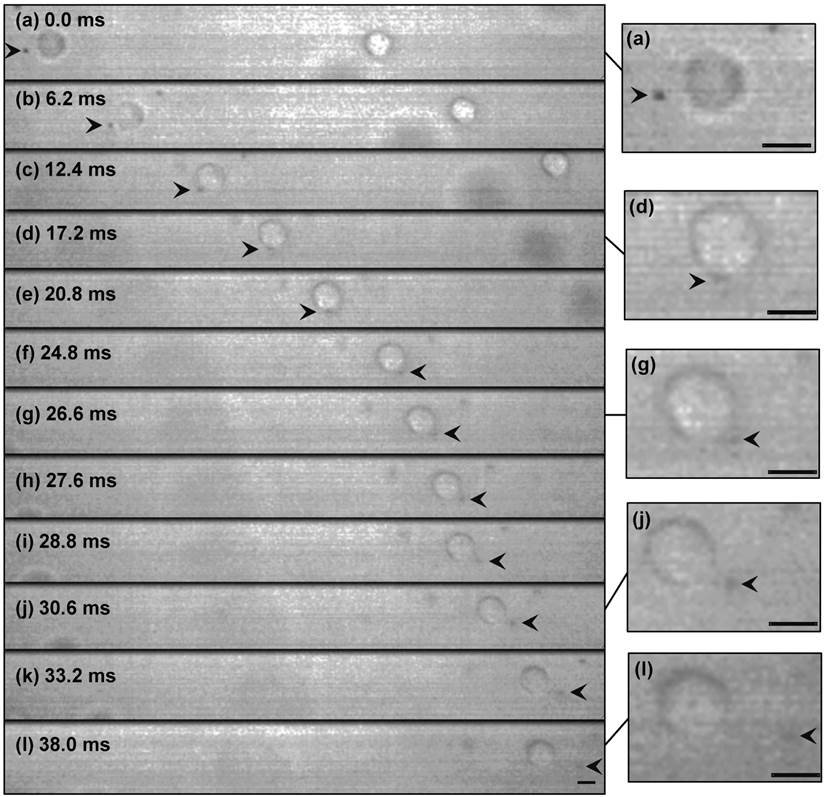 Theranostics Image