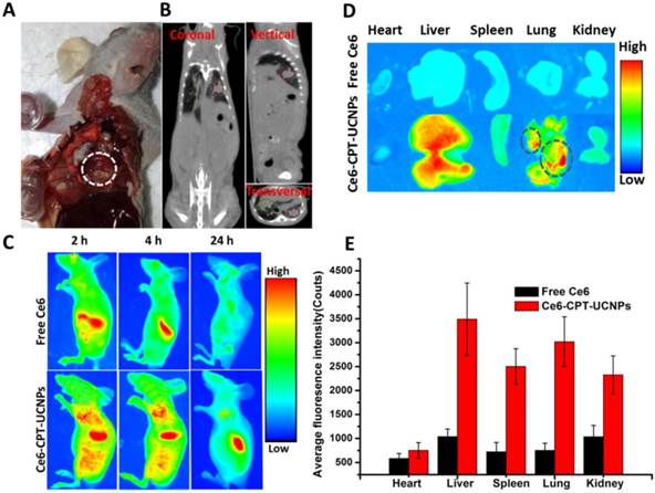 Theranostics Image