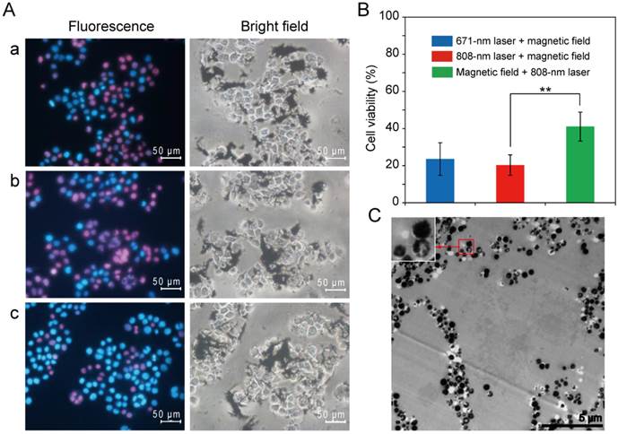 Theranostics Image