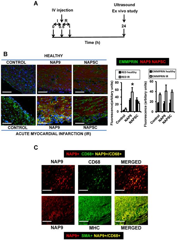 Theranostics Image