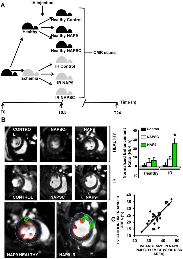 Theranostics Image