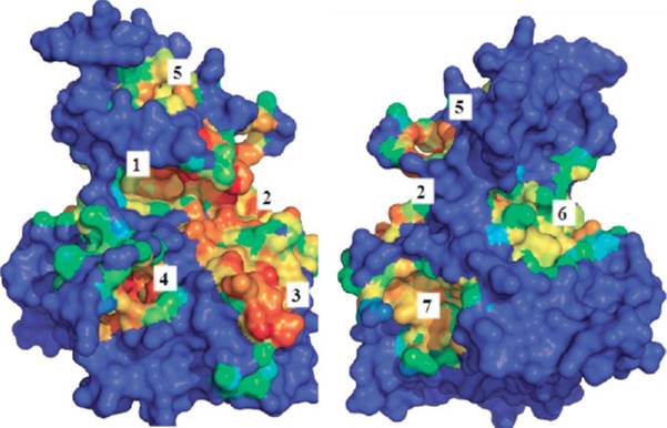 Theranostics Image