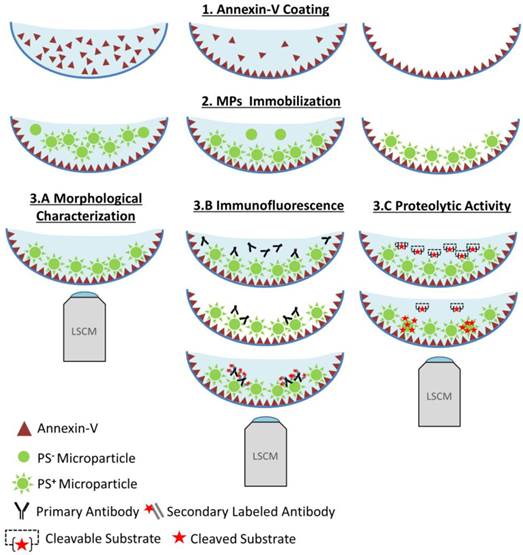 Theranostics Image