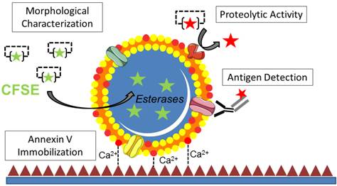 Theranostics Image