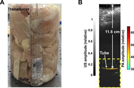 Theranostics Image