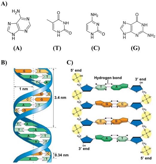 Theranostics Image