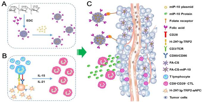 Theranostics Image