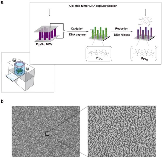 Theranostics Image