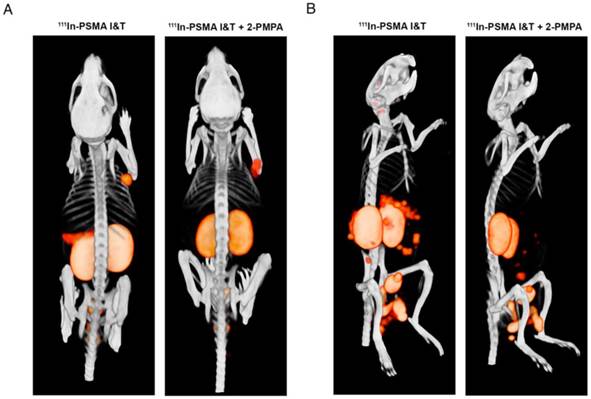 Theranostics Image