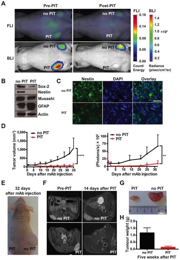 Theranostics Image