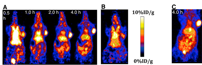 Theranostics Image