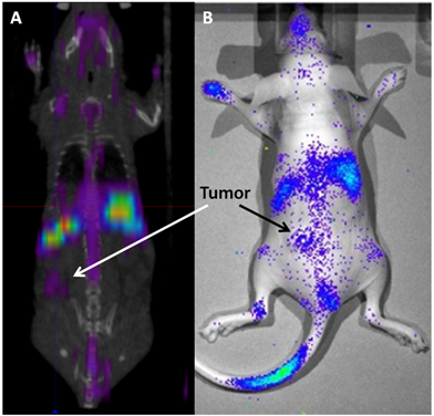 Theranostics Image