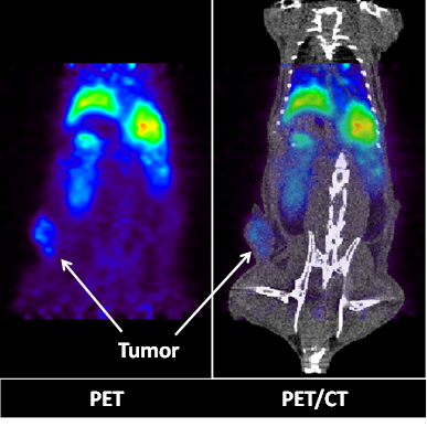 Theranostics Image