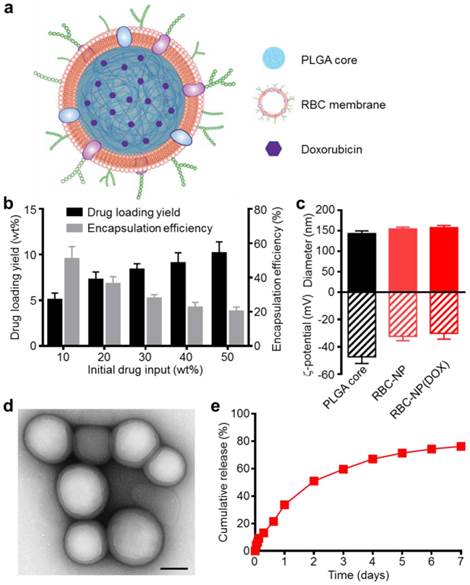 Theranostics Image