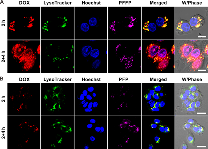 Theranostics Image