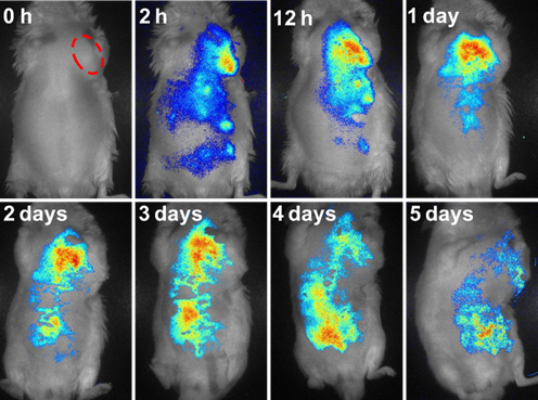 Theranostics Image