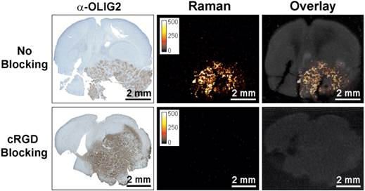 Theranostics Image