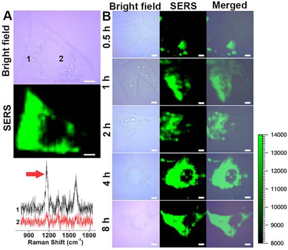 Theranostics Image