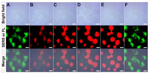 Theranostics Image