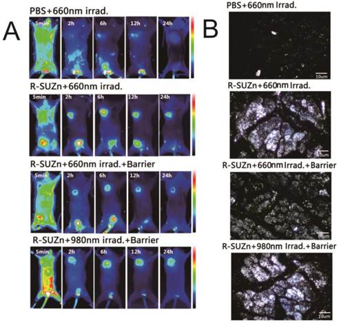 Theranostics Image