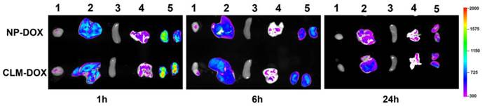 Theranostics Image