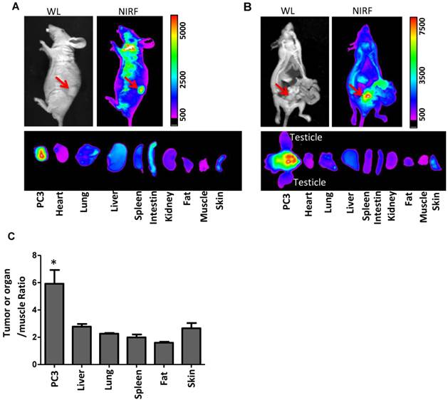 Theranostics Image