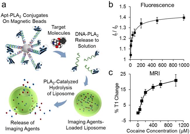 Theranostics Image