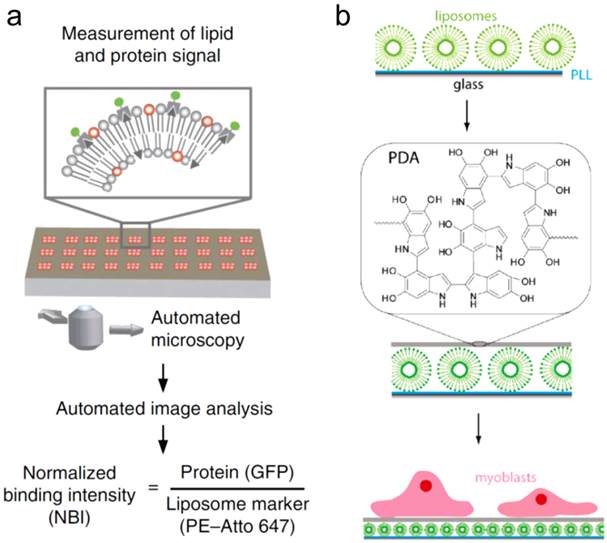 Theranostics Image