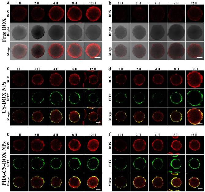 Theranostics Image