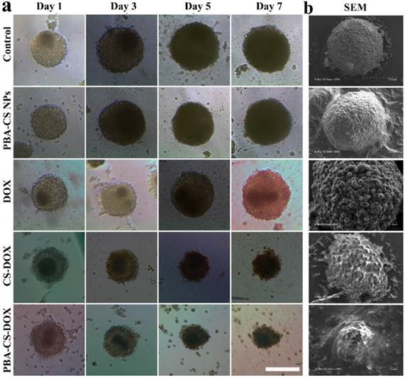 Theranostics Image