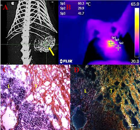 Theranostics Image