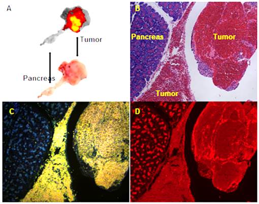 Theranostics Image