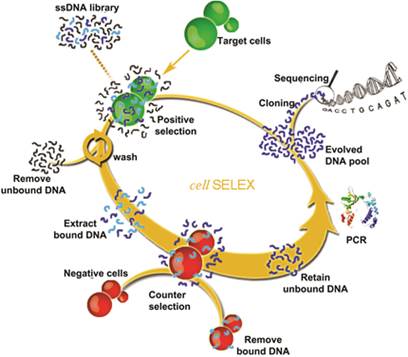 Theranostics Image