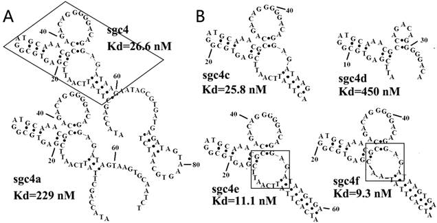 Theranostics Image