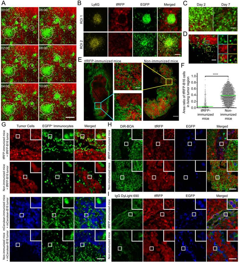 Theranostics Image