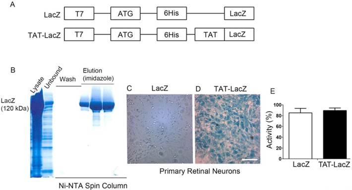 Theranostics Image