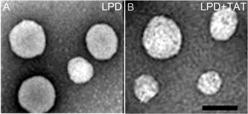 Theranostics Image